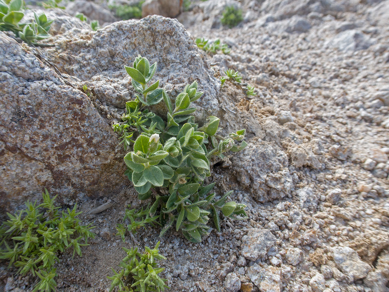 Image of familia Caryophyllaceae specimen.