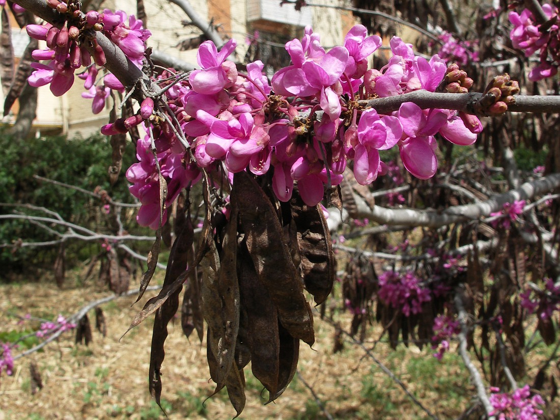 Изображение особи Cercis siliquastrum.