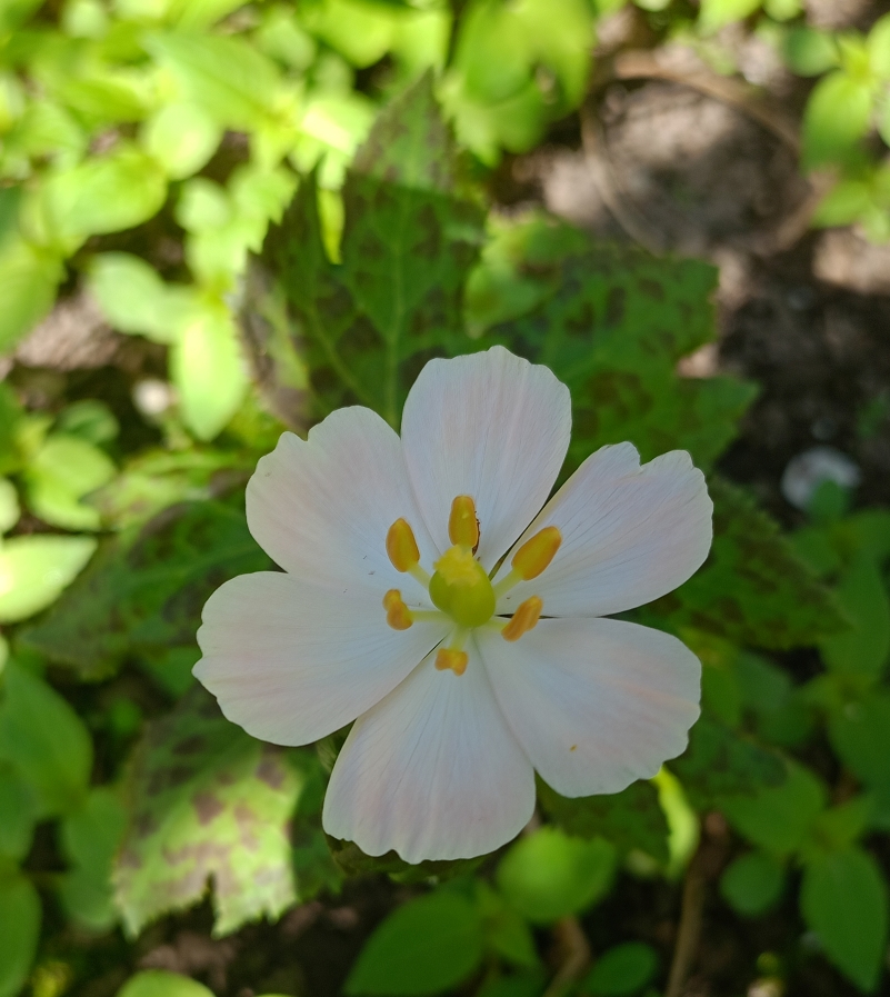 Image of Sinopodophyllum hexandrum specimen.