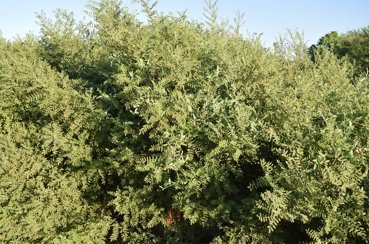 Изображение особи Glycyrrhiza glabra.