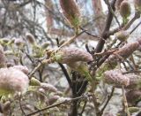 Wisteria sinensis. Соцветия в бутонах. Южный Берег Крыма, Никитский ботанический сад, Верхний парк. 17.04.2010.