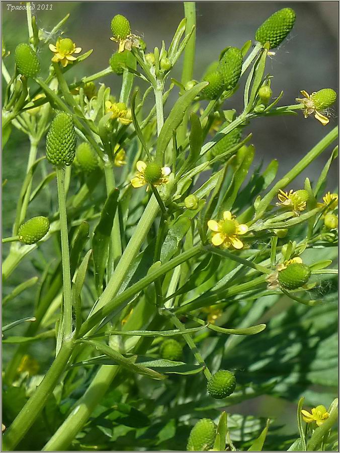 Изображение особи Ranunculus sceleratus.