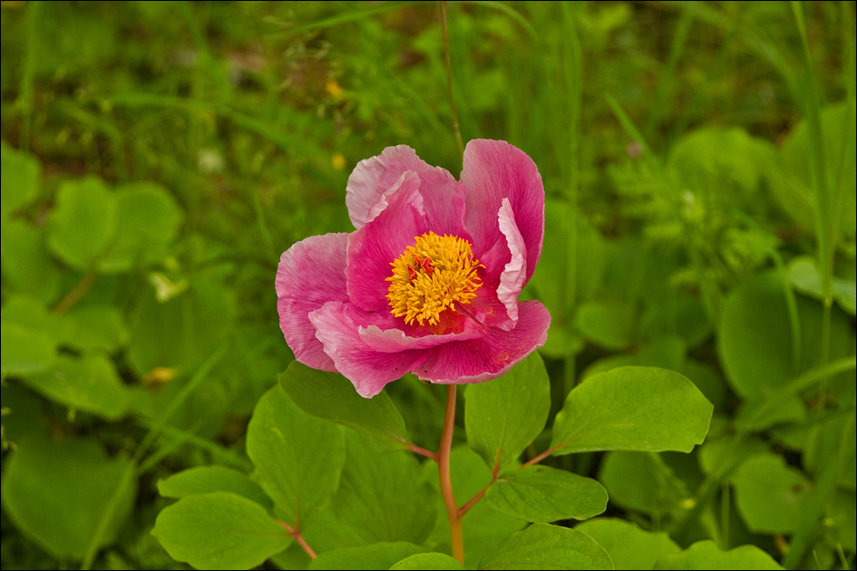 Изображение особи Paeonia daurica.