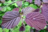 род Corylus