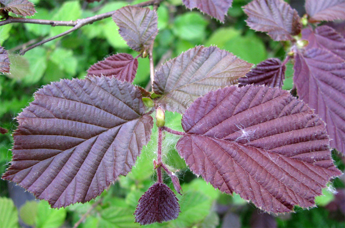 Изображение особи род Corylus.
