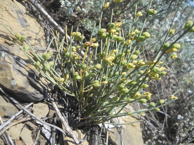Изображение особи Ephedra monosperma.