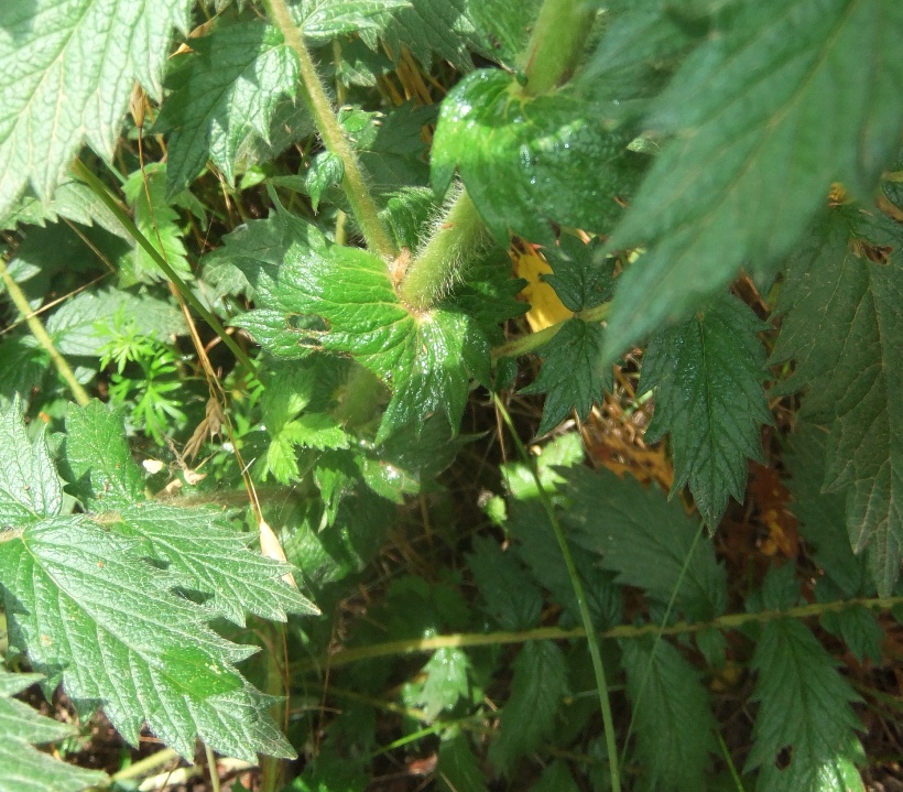 Image of genus Agrimonia specimen.