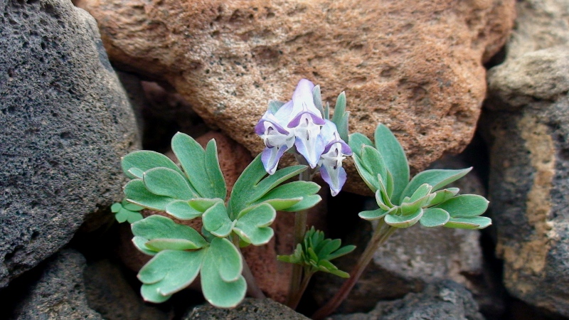 Изображение особи Corydalis alpestris.