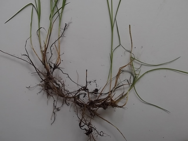 Image of Carex disperma specimen.