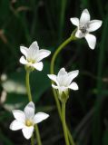 Parnassia laxmannii