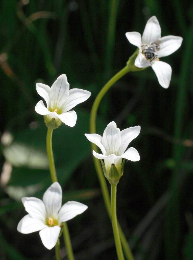 Image of Parnassia laxmannii specimen.
