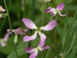 Matthiola bicornis