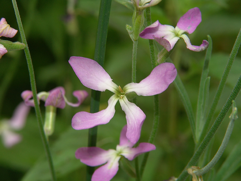 Изображение особи Matthiola bicornis.