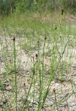 Equisetum variegatum