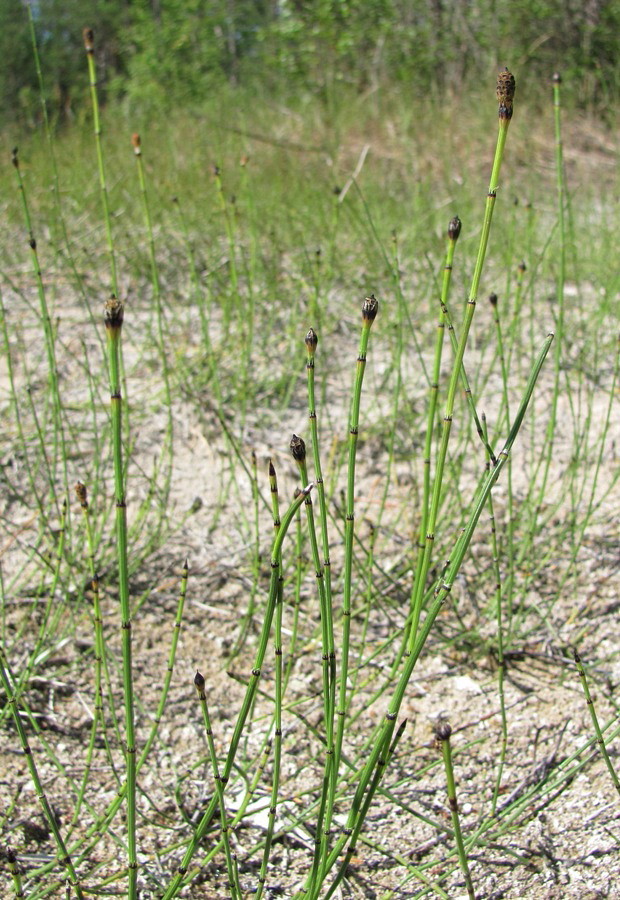 Image of Equisetum variegatum specimen.