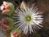 Mesembryanthemum crystallinum. Цветок. Израиль, Шарон, г. Герцлия, берег Средиземного моря в зоне забрызга. 27.05.2008.