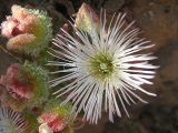 Mesembryanthemum crystallinum