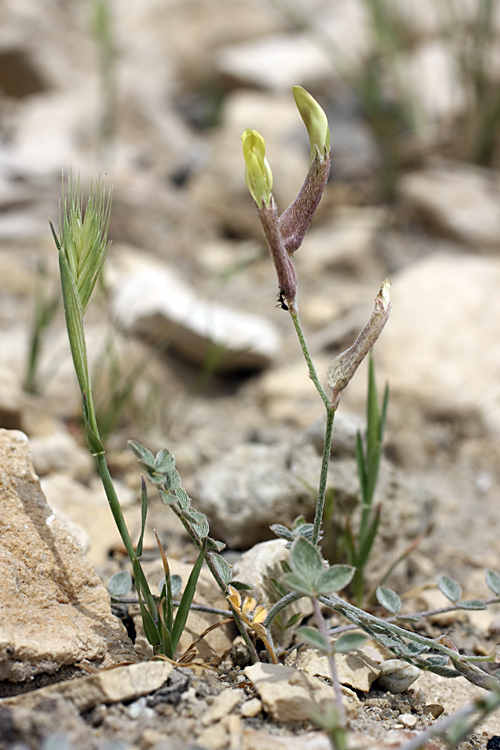 Изображение особи Astragalus canoflavus.