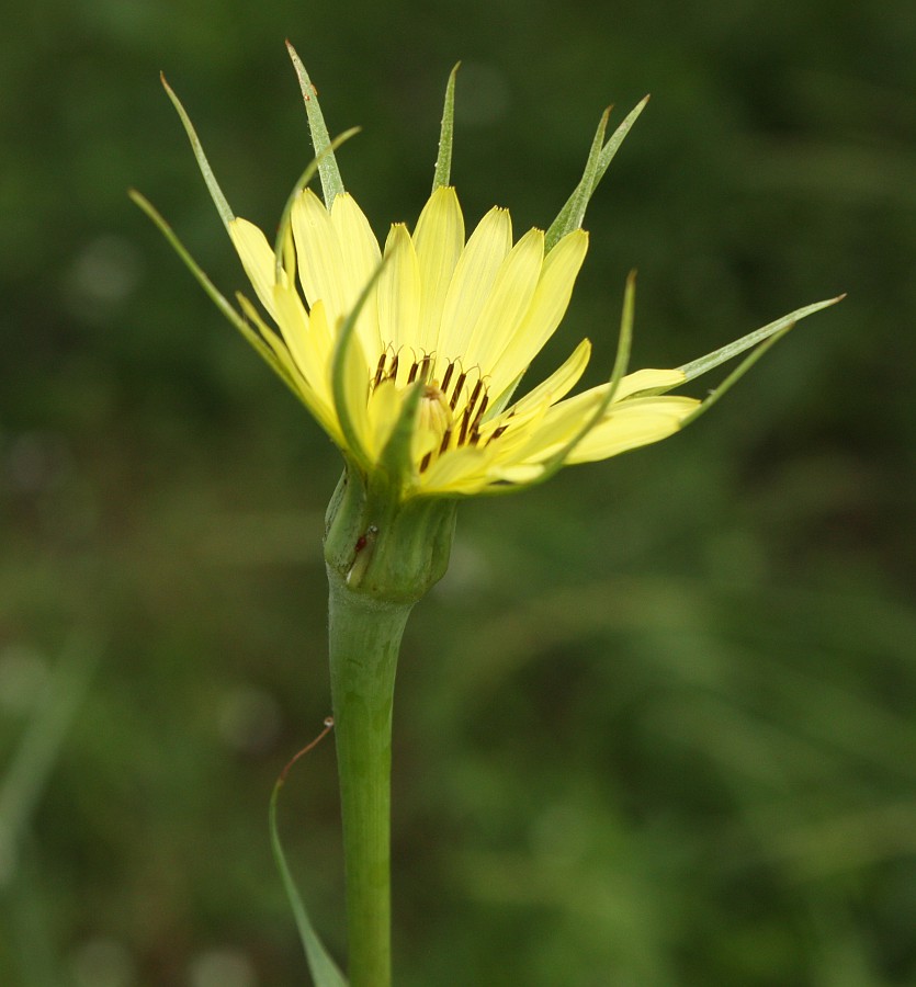 Image of Tragopogon dubius specimen.