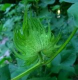 Gossypium hirsutum