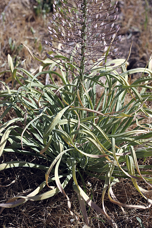 Изображение особи Eremurus olgae.