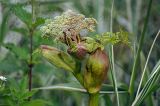 Angelica sylvestris