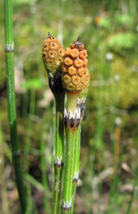 Изображение особи Equisetum variegatum.