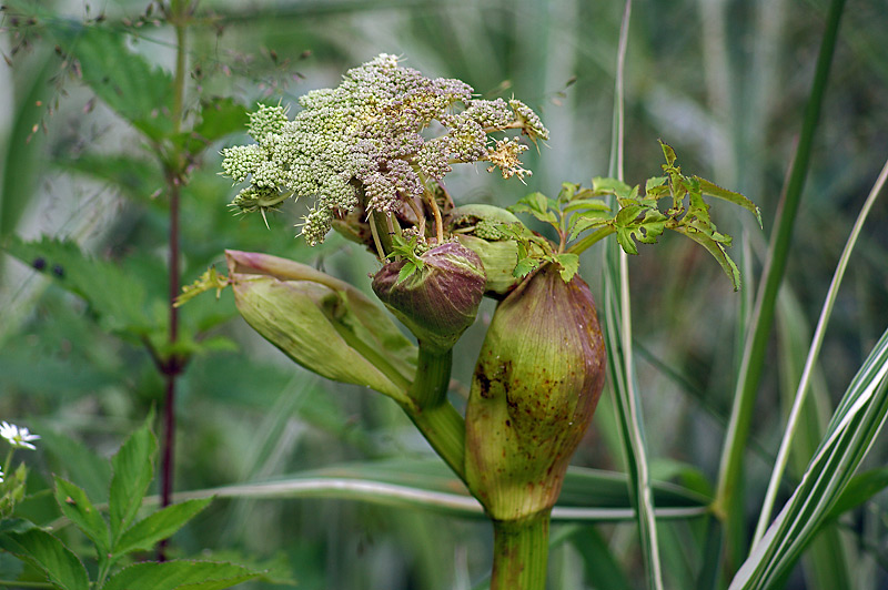 Image of Angelica sylvestris specimen.