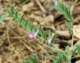 Astragalus uninodus