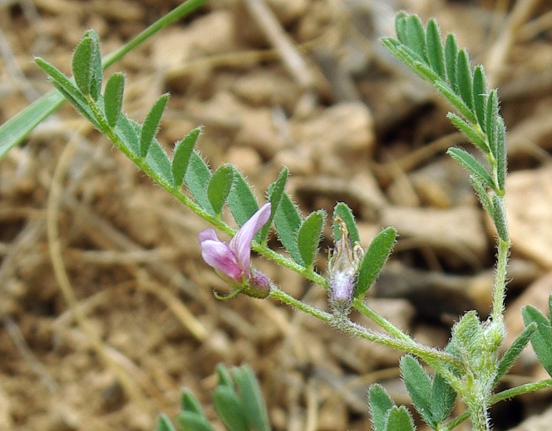 Изображение особи Astragalus uninodus.