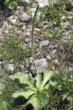 Plantago major. Цветущее и плодоносящее растение. Южный Казахстан, Верхний Боролдай, каменистая коса на реке. 29.06.2011.