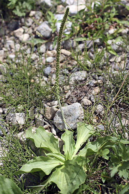 Изображение особи Plantago major.