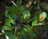 Salix myrtilloides