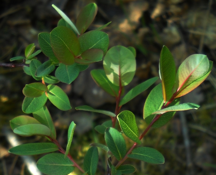Изображение особи Salix myrtilloides.