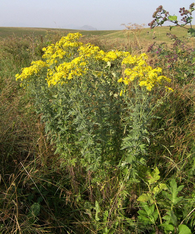 Image of Senecio grandidentatus specimen.