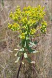 Euphorbia stepposa