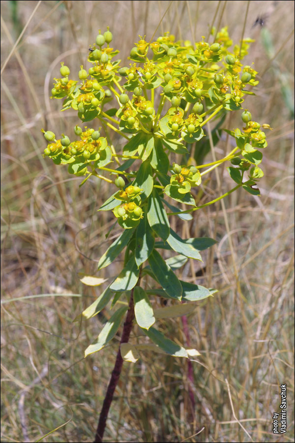 Image of Euphorbia stepposa specimen.