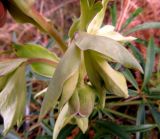 Helleborus foetidus