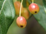 Malus mandshurica. Плоды. Приморье, Владивосток, Ботанический сад. 23.08.2009.