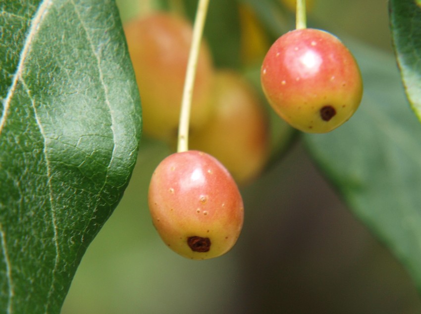 Изображение особи Malus mandshurica.
