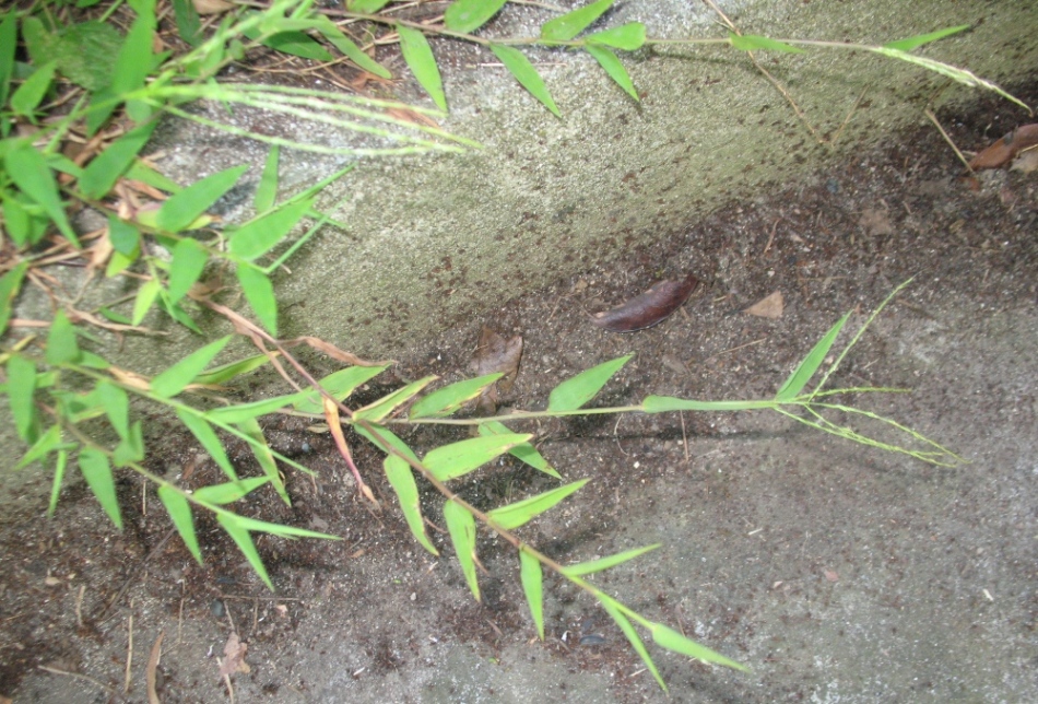 Image of Microstegium japonicum specimen.