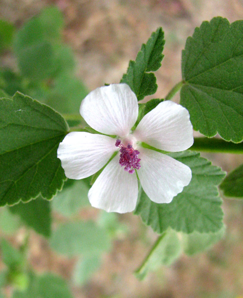 Изображение особи Althaea officinalis.