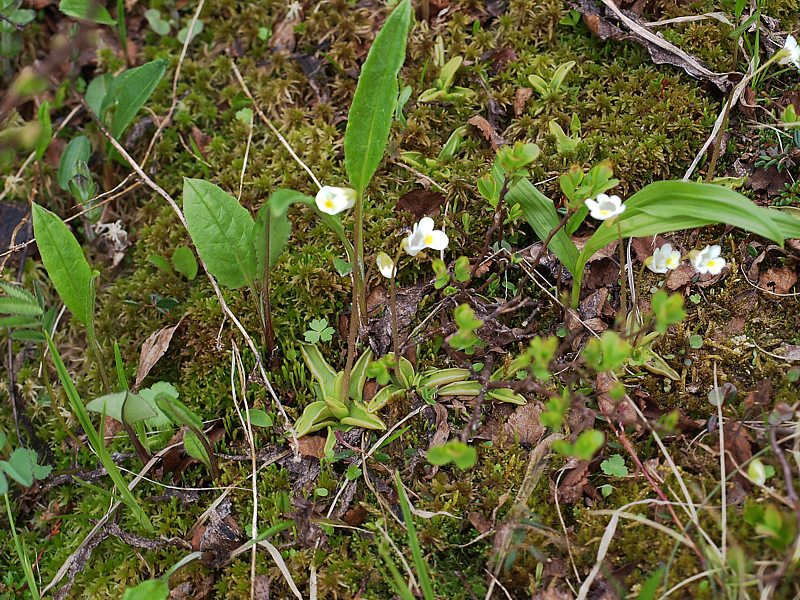 Изображение особи Pinguicula alpina.