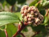 Viburnum cinnamomifolium. Нераспустившееся соцветие. Южный берег Крыма, пгт. Партенит, ЛОК Айвазовское. 20 марта 2012 г.