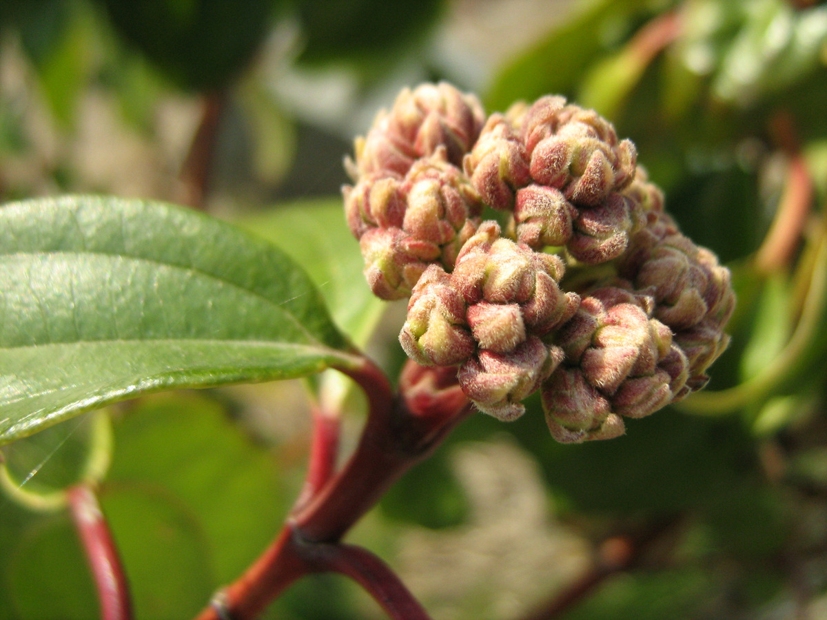 Image of Viburnum cinnamomifolium specimen.
