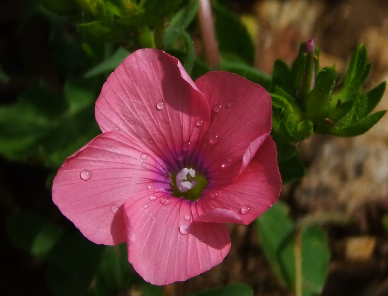 Image of Linum pubescens specimen.