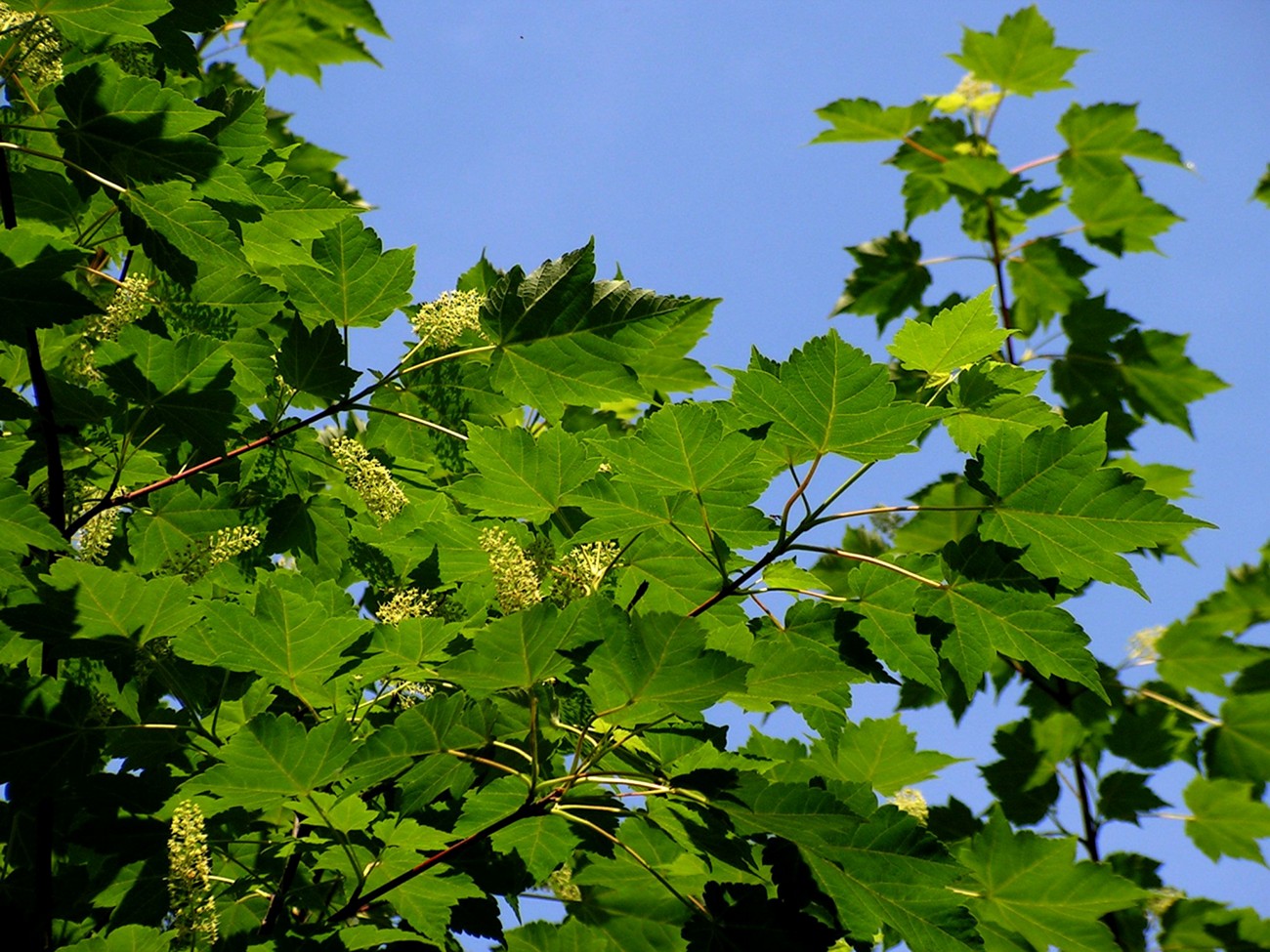 Image of Acer ukurunduense specimen.