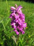 Dactylorhiza majalis. Соцветие. Украина, Ивано-Франковская обл., Надворнянский р-н, природный заповедник \"Горганы\", луг в горах. 16 июня 2011 г.