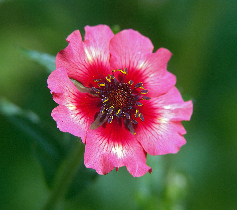 Image of Potentilla nepalensis specimen.