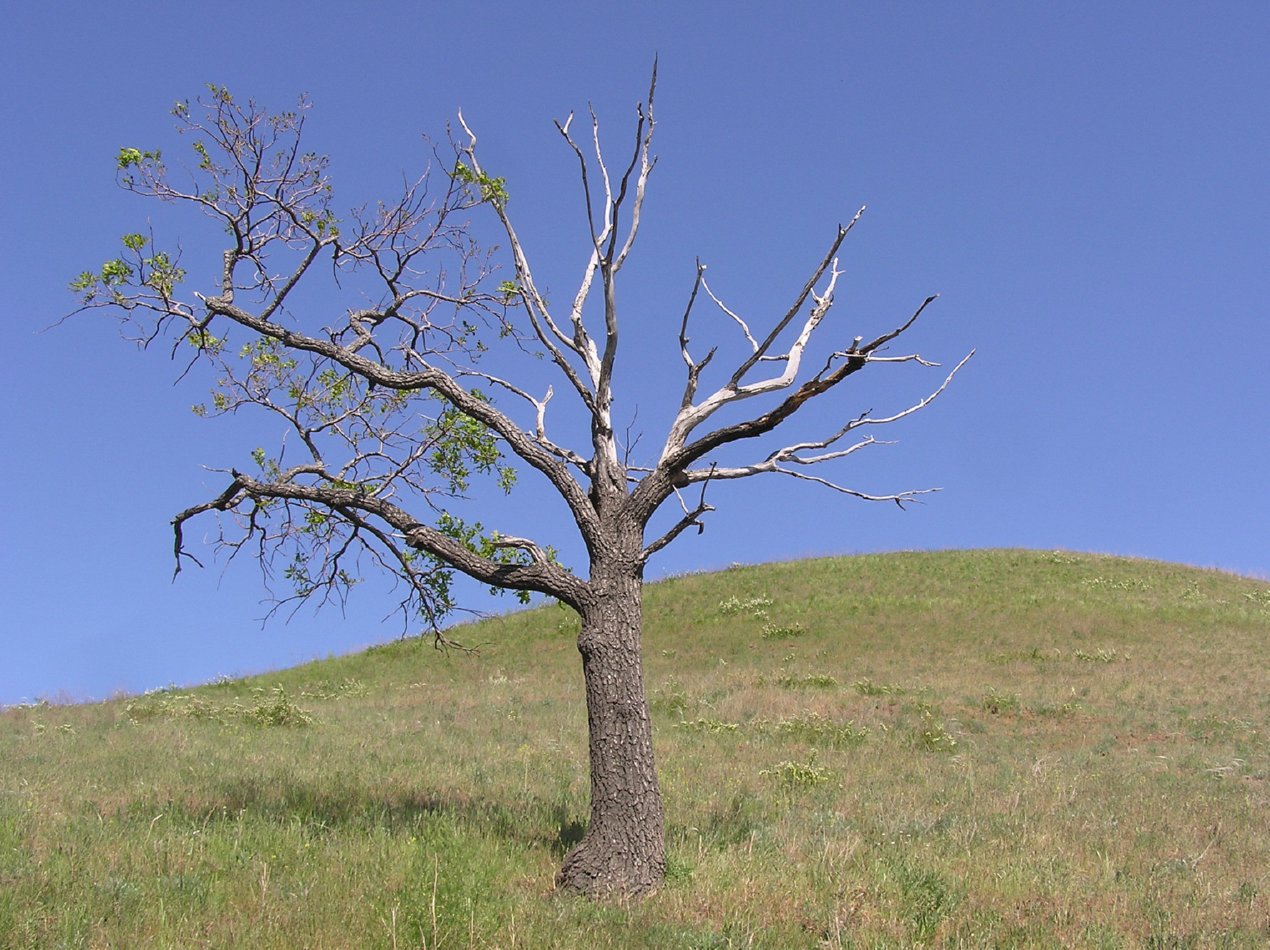 Image of Quercus robur specimen.